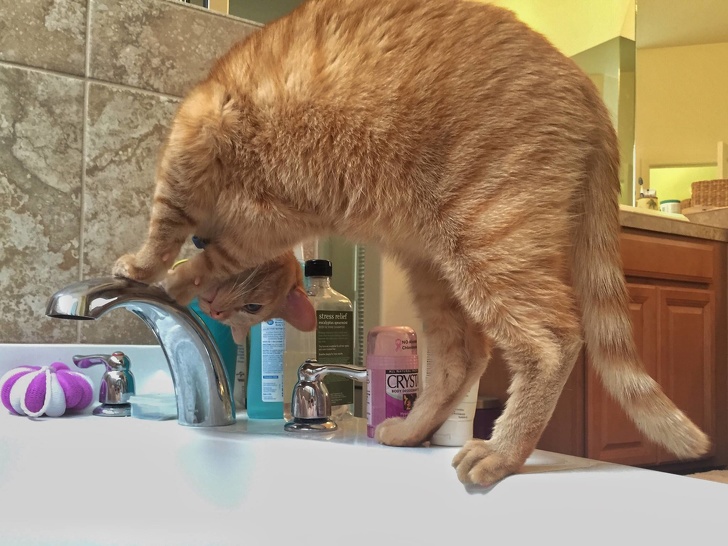 20+ вихованців, які опинилися один на один зі своїм відображенням