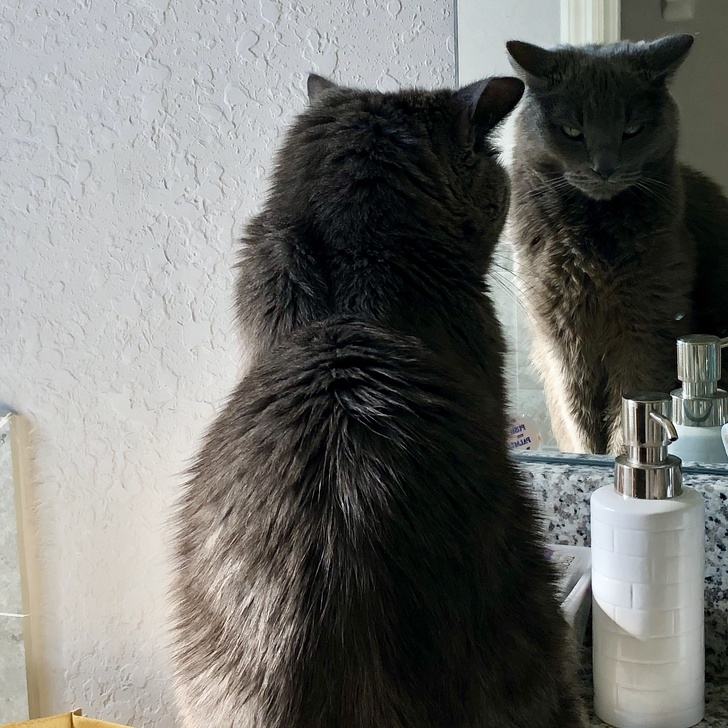 20+ вихованців, які опинилися один на один зі своїм відображенням