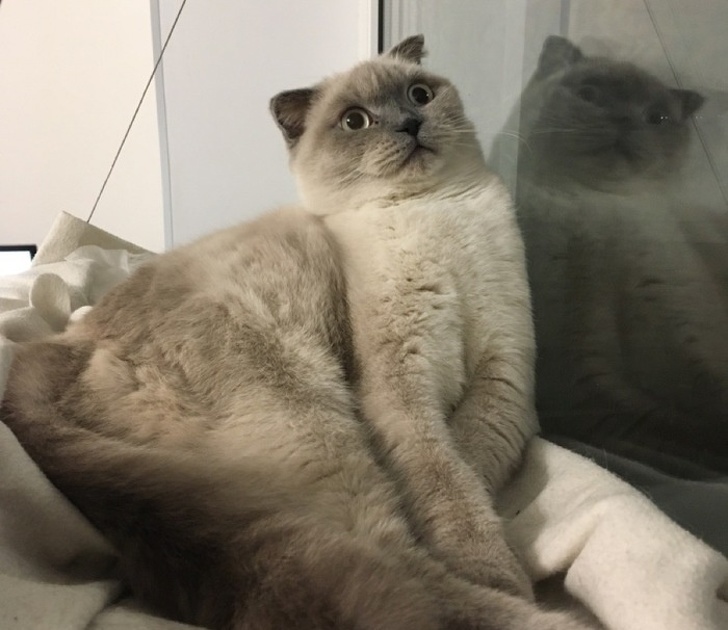 20+ вихованців, які опинилися один на один зі своїм відображенням