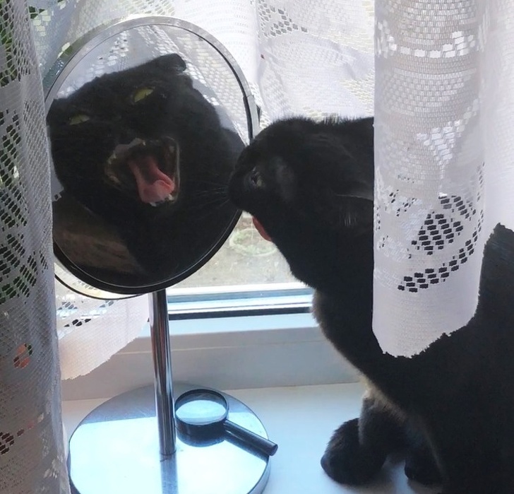 20+ вихованців, які опинилися один на один зі своїм відображенням