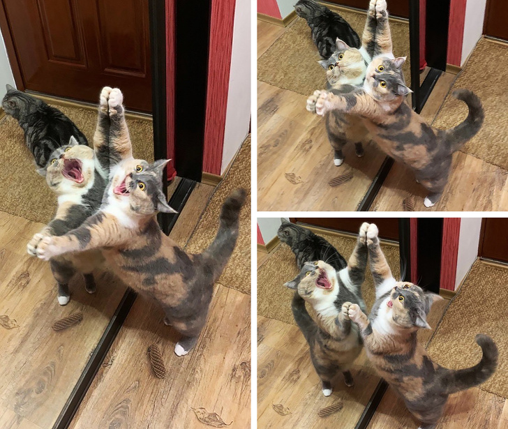 20+ вихованців, які опинилися один на один зі своїм відображенням