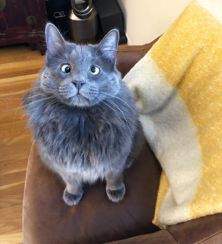 20+ вихованців, за нестандартною зовнішністю яких ховається не один кілограм чарівності