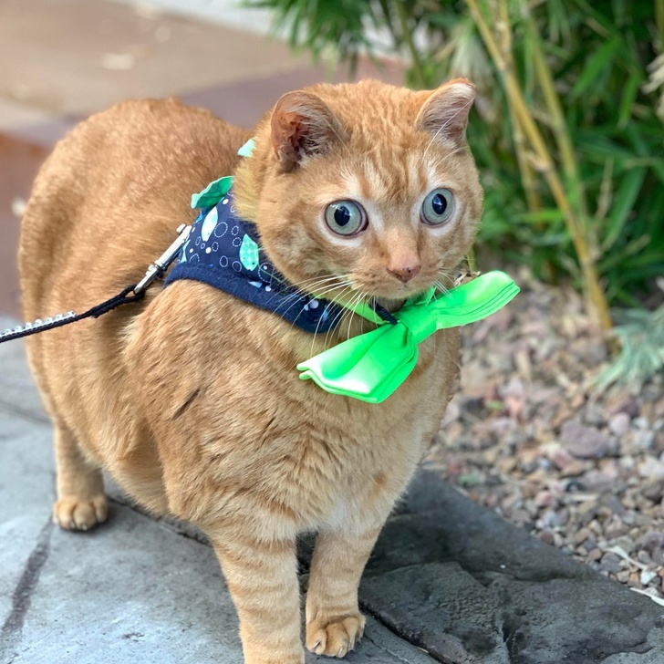 20+ вихованців, за нестандартною зовнішністю яких ховається не один кілограм чарівності