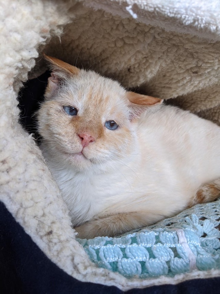 20+ вихованців, за нестандартною зовнішністю яких ховається не один кілограм чарівності