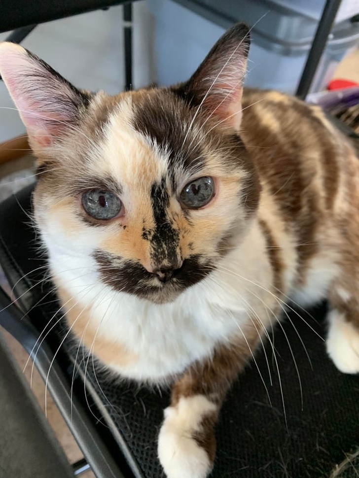 20+ вихованців, за нестандартною зовнішністю яких ховається не один кілограм чарівності