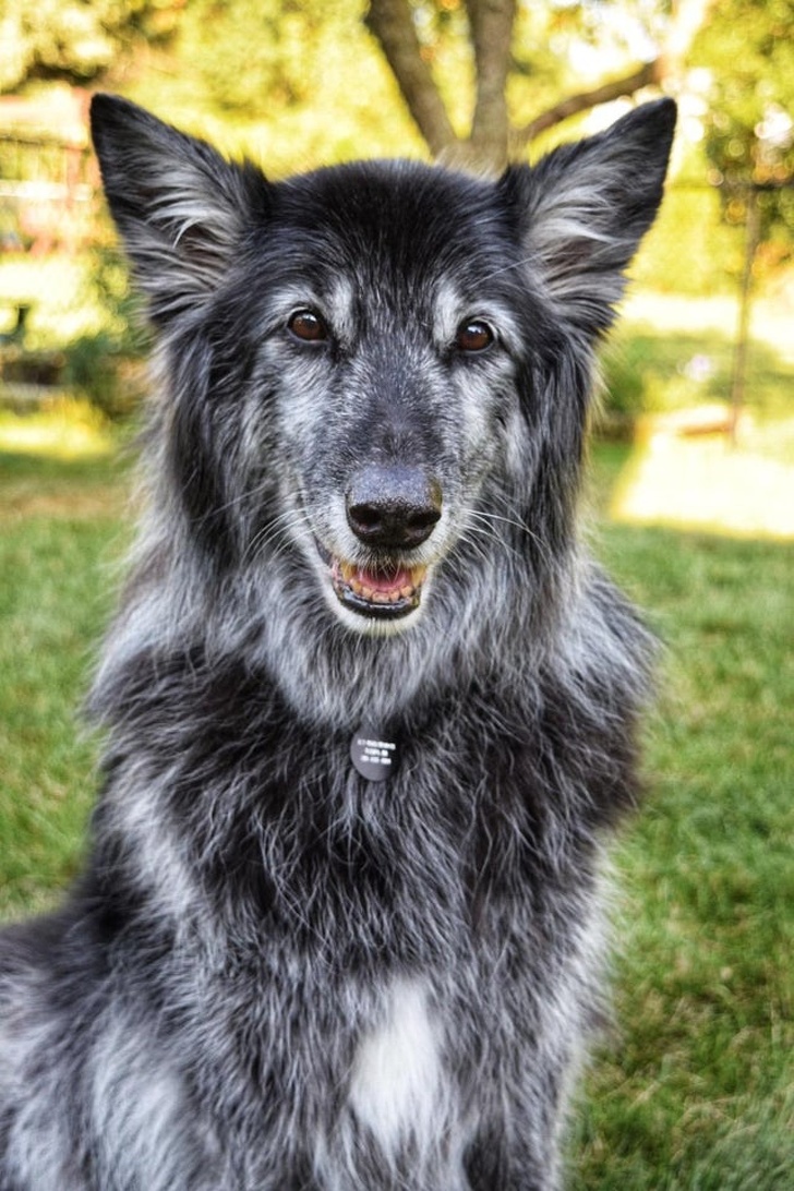 20+ вихованців, за нестандартною зовнішністю яких ховається не один кілограм чарівності