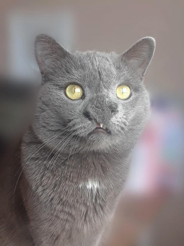 20+ вихованців, за нестандартною зовнішністю яких ховається не один кілограм чарівності