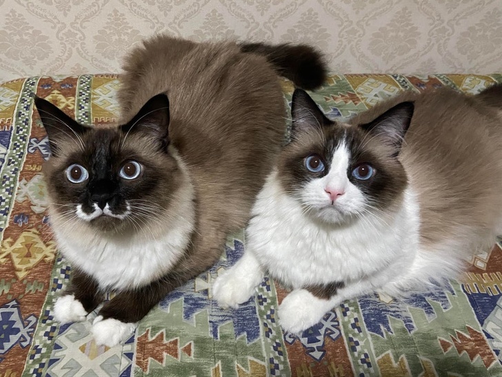 20+ вихованців, за нестандартною зовнішністю яких ховається не один кілограм чарівності