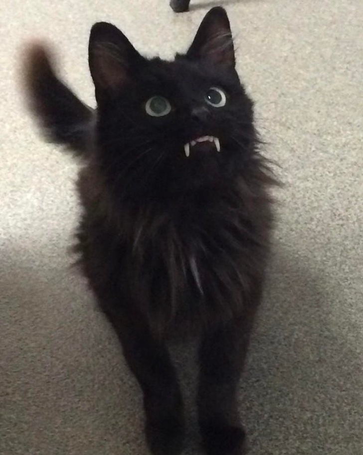 20+ вихованців, за нестандартною зовнішністю яких ховається не один кілограм чарівності