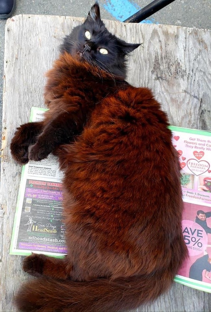 20+ вихованців, за нестандартною зовнішністю яких ховається не один кілограм чарівності