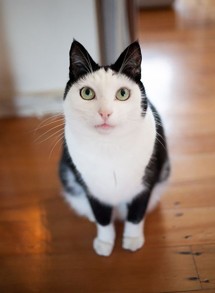 20+ вихованців, за нестандартною зовнішністю яких ховається не один кілограм чарівності