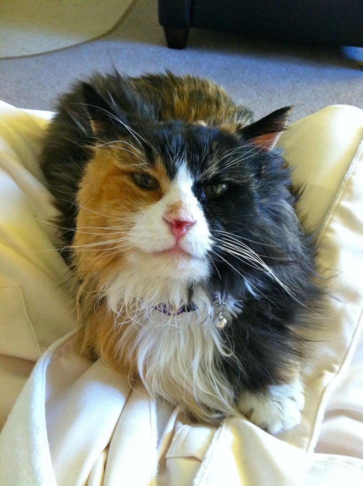 20+ вихованців, за нестандартною зовнішністю яких ховається не один кілограм чарівності