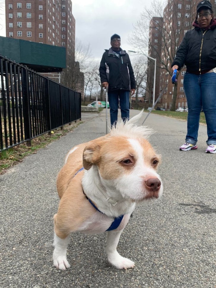 20+ вихованців, за нестандартною зовнішністю яких ховається не один кілограм чарівності