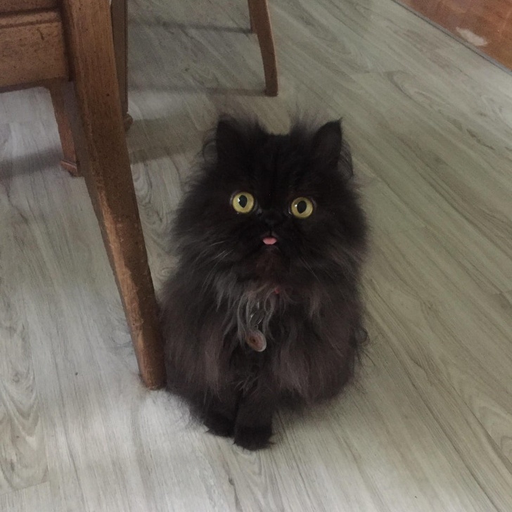 20+ вихованців, за нестандартною зовнішністю яких ховається не один кілограм чарівності