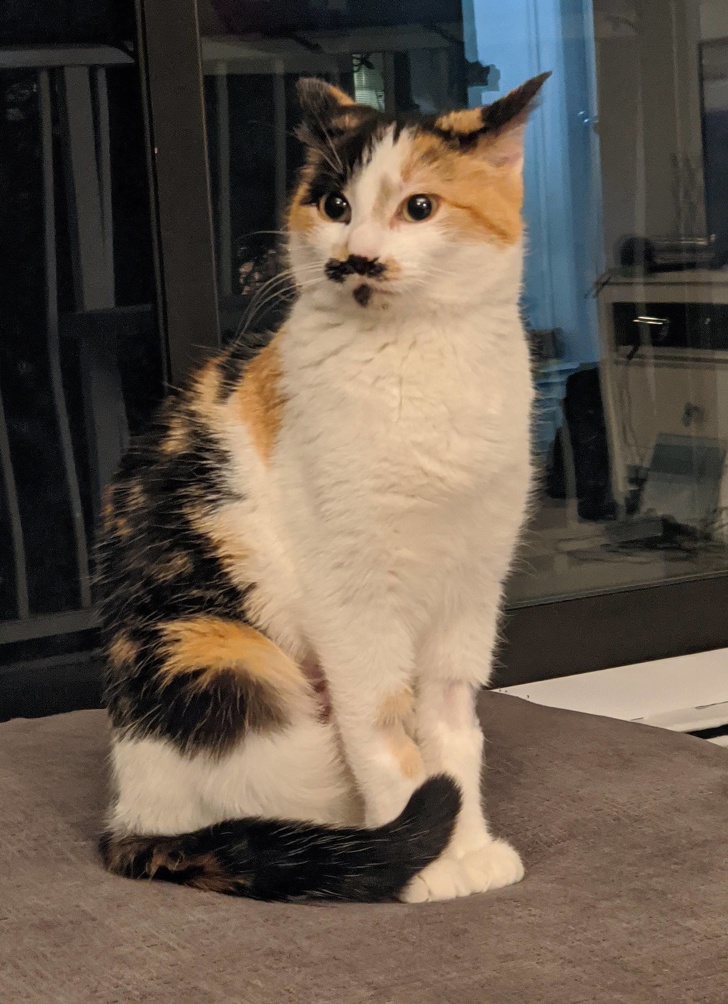 20+ вихованців, за нестандартною зовнішністю яких ховається не один кілограм чарівності