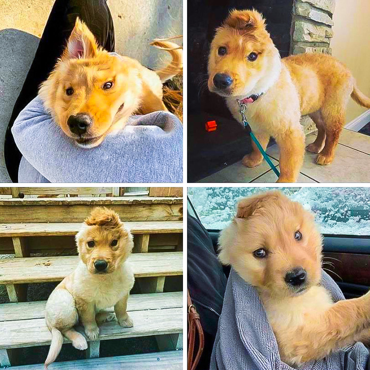 20+ вихованців, за нестандартною зовнішністю яких ховається не один кілограм чарівності