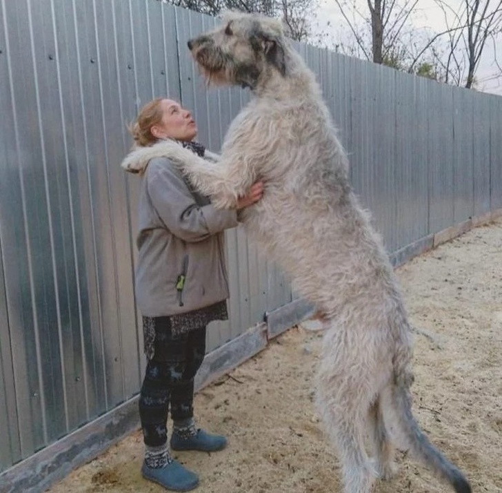 20+ яскравих доказів того, що хорошою собаки повинно бути багато. Дуже багато