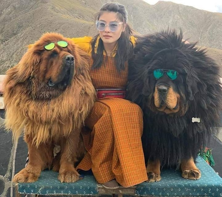 20+ яскравих доказів того, що хорошою собаки повинно бути багато. Дуже багато