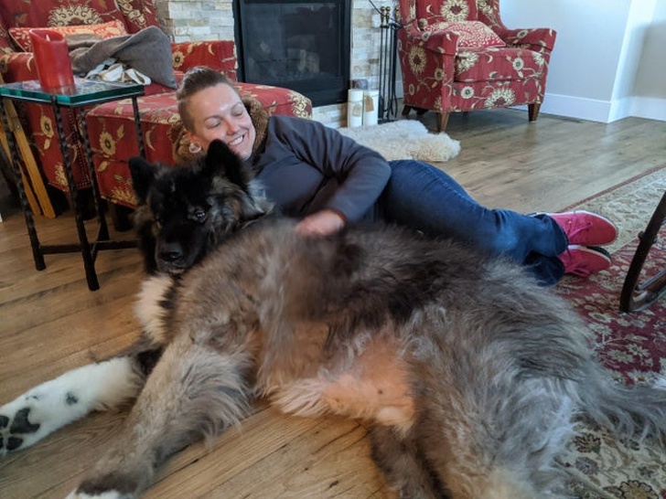 20+ яскравих доказів того, що хорошою собаки повинно бути багато. Дуже багато