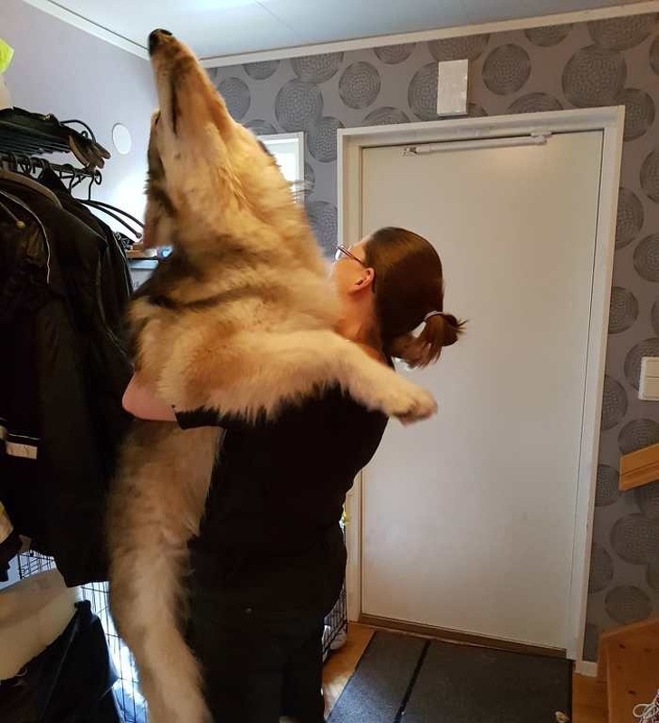 20+ яскравих доказів того, що хорошою собаки повинно бути багато. Дуже багато