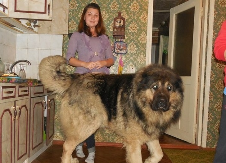 20+ яскравих доказів того, що хорошою собаки повинно бути багато. Дуже багато