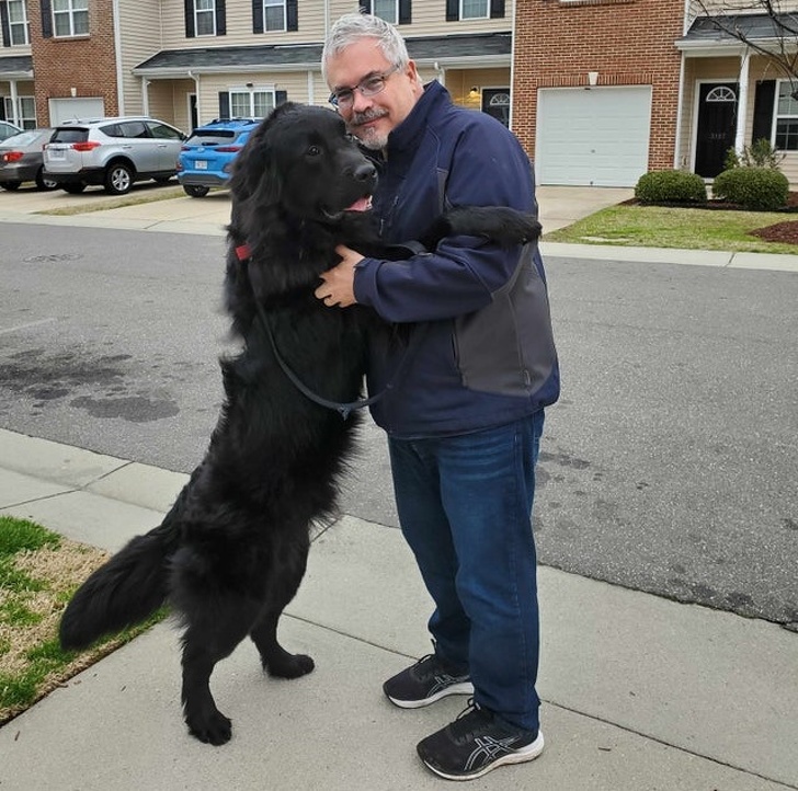 20+ яскравих доказів того, що хорошою собаки повинно бути багато. Дуже багато