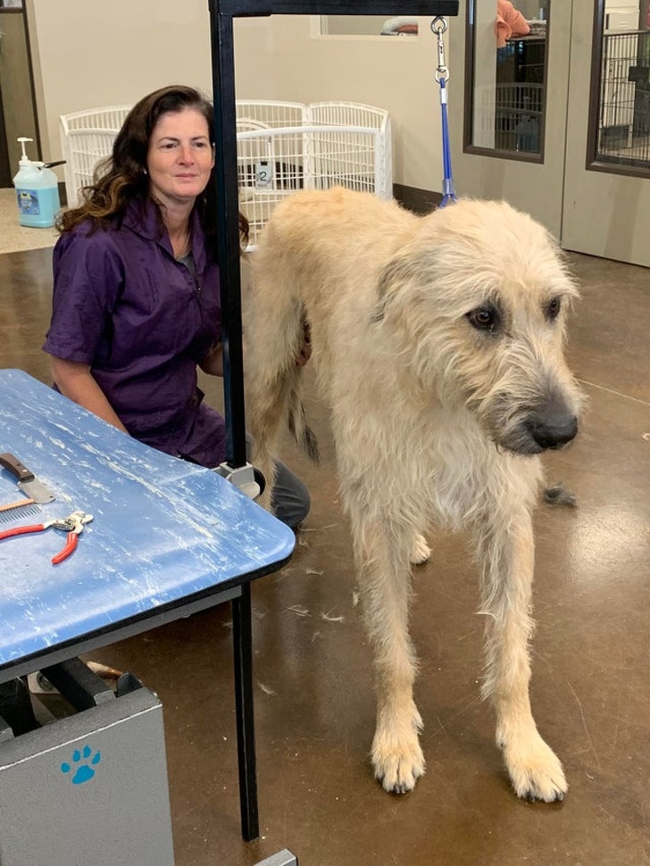 20+ яскравих доказів того, що хорошою собаки повинно бути багато. Дуже багато