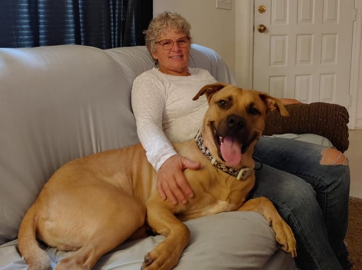 20+ яскравих доказів того, що хорошою собаки повинно бути багато. Дуже багато