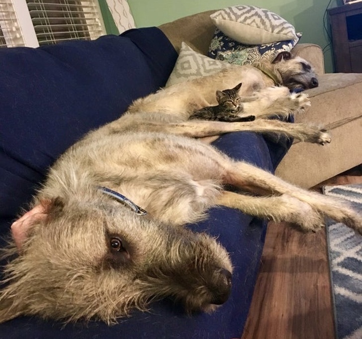 20+ яскравих доказів того, що хорошою собаки повинно бути багато. Дуже багато