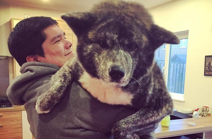 20+ яскравих доказів того, що хорошою собаки повинно бути багато. Дуже багато