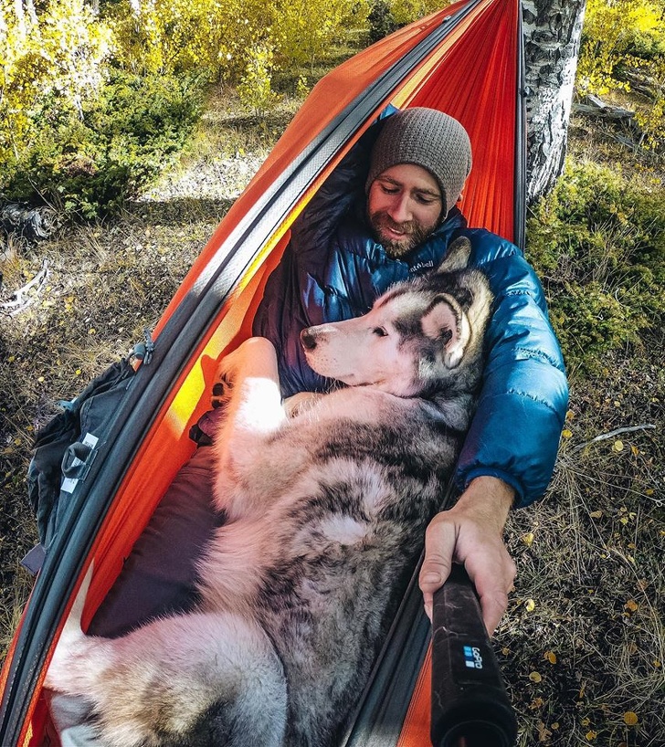 20+ яскравих доказів того, що хорошою собаки повинно бути багато. Дуже багато