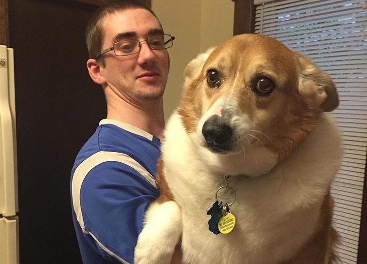 20+ яскравих доказів того, що хорошою собаки повинно бути багато. Дуже багато