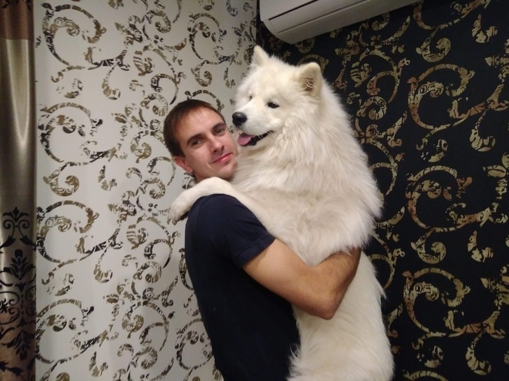 20+ яскравих доказів того, що хорошою собаки повинно бути багато. Дуже багато