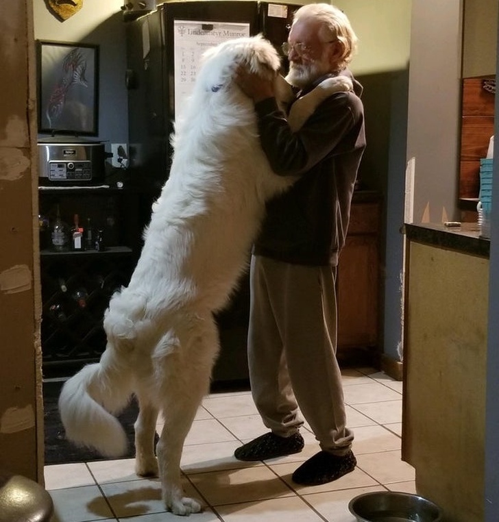 20+ яскравих доказів того, що хорошою собаки повинно бути багато. Дуже багато