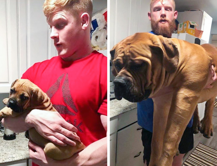 20+ яскравих доказів того, що хорошою собаки повинно бути багато. Дуже багато