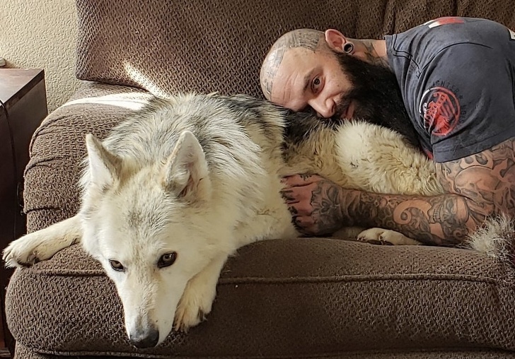 20+ яскравих доказів того, що хорошою собаки повинно бути багато. Дуже багато