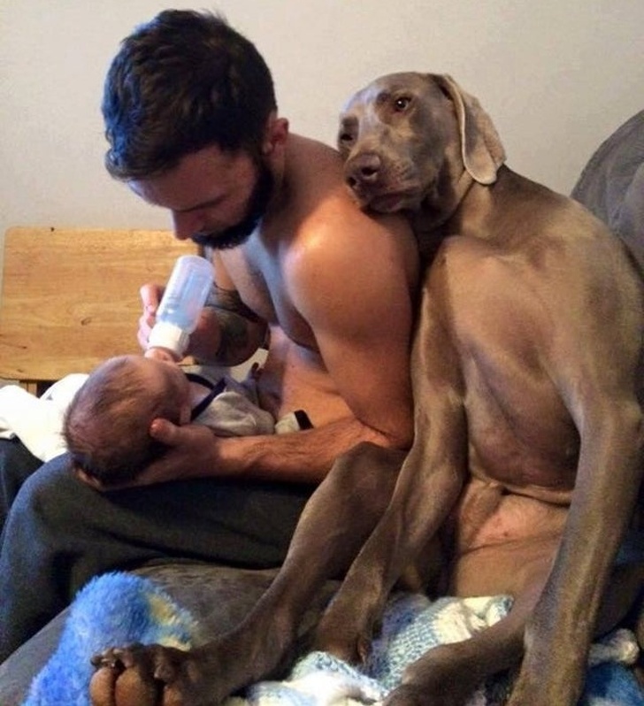 20+ яскравих доказів того, що хорошою собаки повинно бути багато. Дуже багато