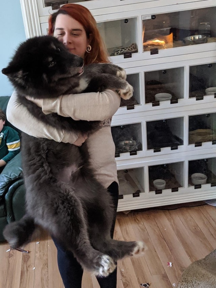 20+ яскравих доказів того, що хорошою собаки повинно бути багато. Дуже багато