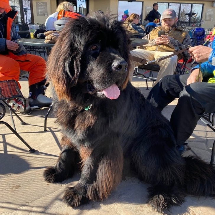 20+ яскравих доказів того, що хорошою собаки повинно бути багато. Дуже багато