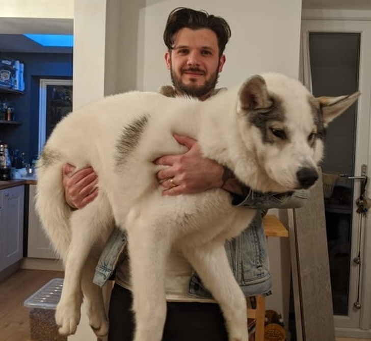 20+ яскравих доказів того, що хорошою собаки повинно бути багато. Дуже багато