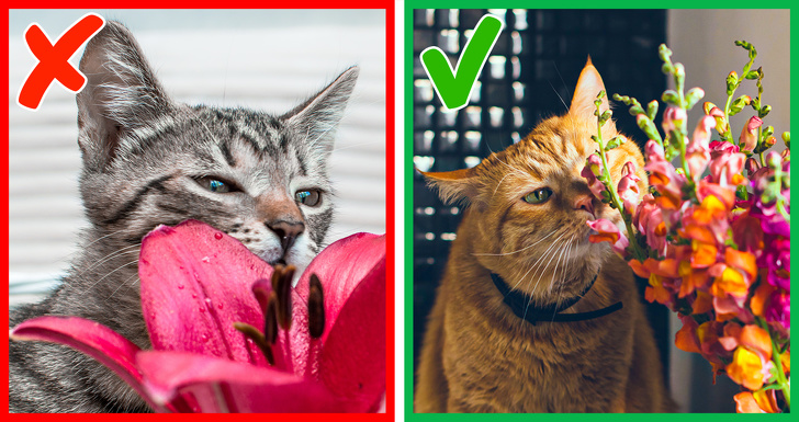 20+ звичних речей, які можуть виявитися небезпечними