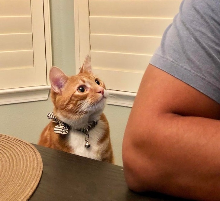 20+ зворушливих доказів того, що наші вихованці вже точно будуть з нами і в горі, і в радості