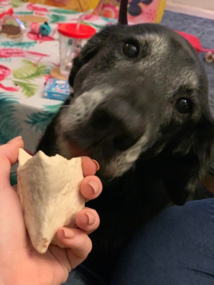 20+ зворушливих доказів того, що наші вихованці вже точно будуть з нами і в горі, і в радості
