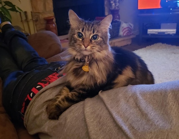 20+ зворушливих доказів того, що наші вихованці вже точно будуть з нами і в горі, і в радості