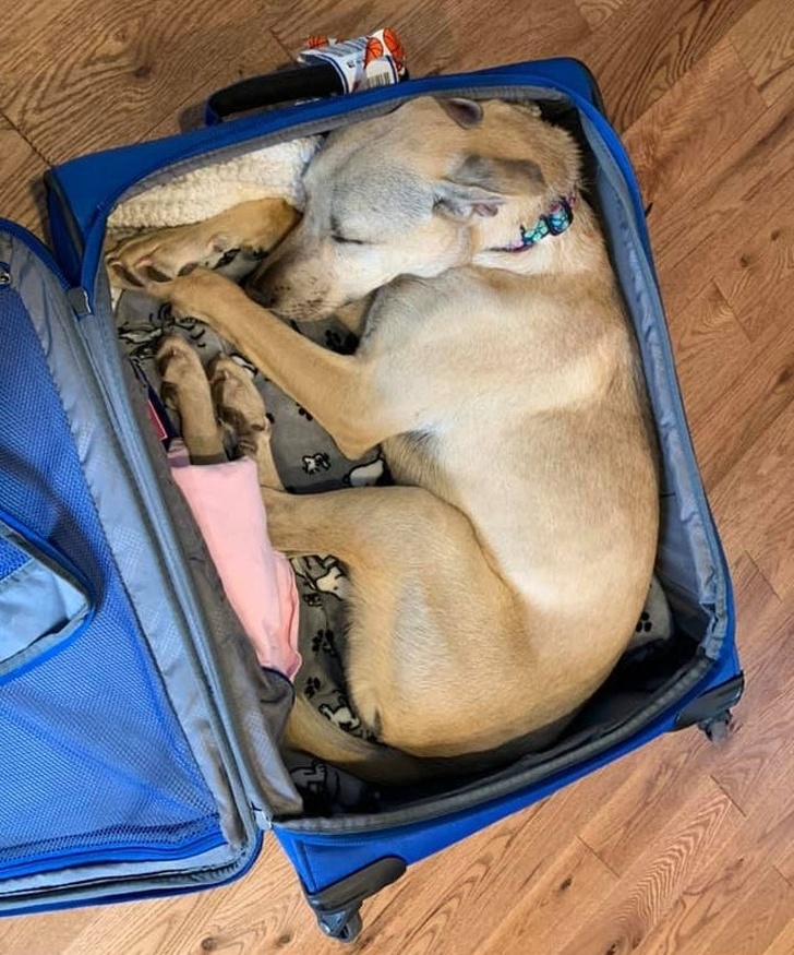 20+ зворушливих доказів того, що наші вихованці вже точно будуть з нами і в горі, і в радості