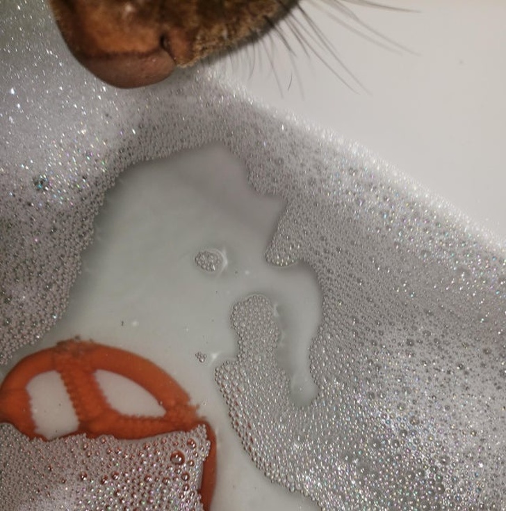 20+ зворушливих доказів того, що наші вихованці вже точно будуть з нами і в горі, і в радості