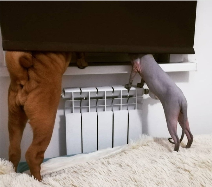 20+ зворушливих доказів того, що наші вихованці вже точно будуть з нами і в горі, і в радості