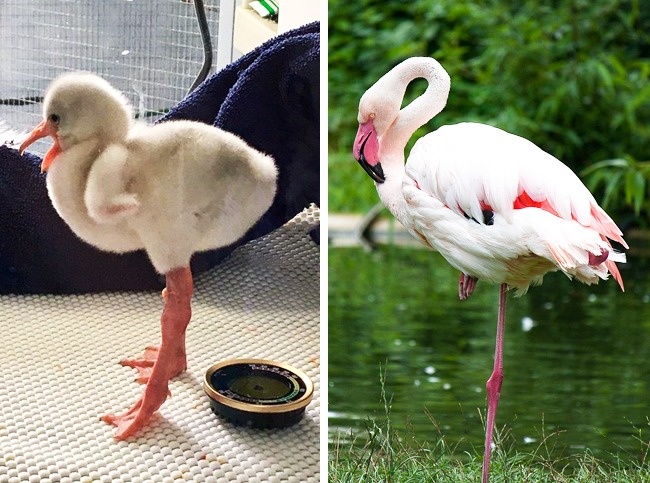 22 дитинчат тварин, які зовсім не схожі на своїх батьків