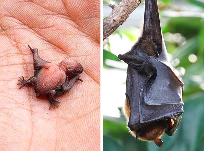 22 дитинчат тварин, які зовсім не схожі на своїх батьків