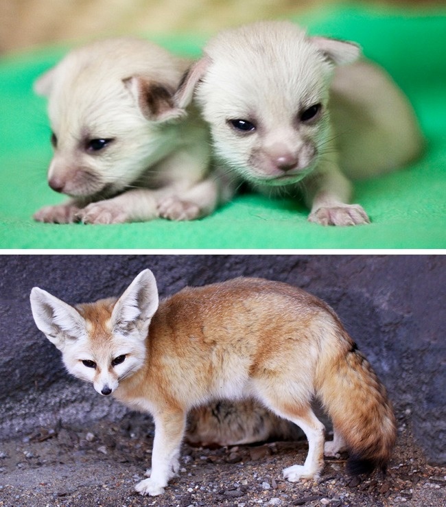 22 дитинчат тварин, які зовсім не схожі на своїх батьків